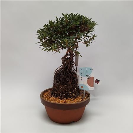 Satsuki Azalea On Root