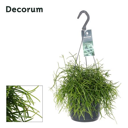 Rhipsalis Bacci. 'oasis' Hp