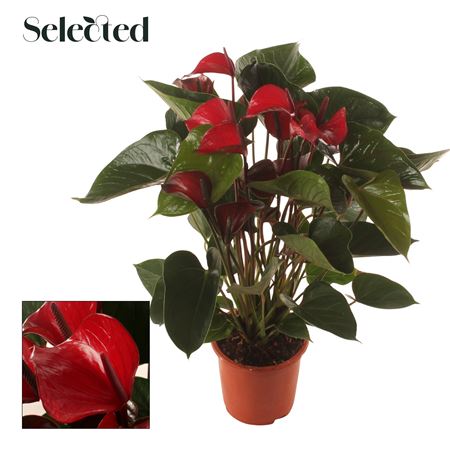 Anth An Deco Red 8+ Selected