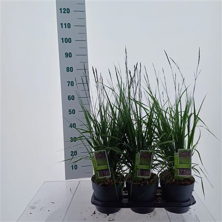 Molinia Arundinacea Black Arrows