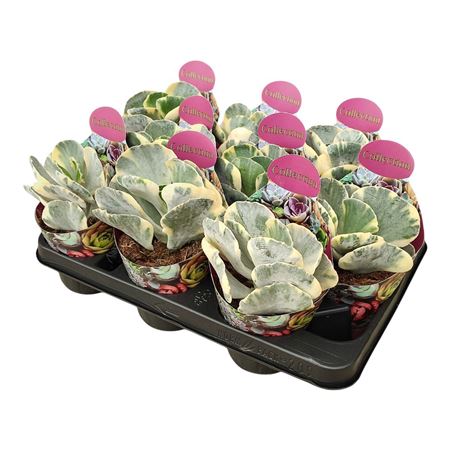 Cotyledon Orbiculata Undulatum Variegato Potcover