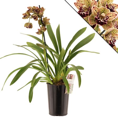 Cymb Cascade 1st Magic Vogel