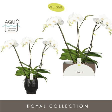 Phal 3st Theatro Classico Ceramic Black (opti)