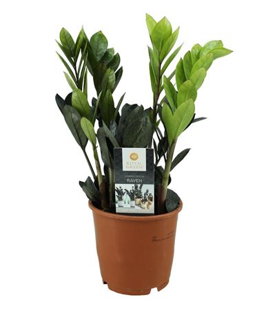 Zamioculcas Raven 4+