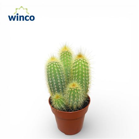 Pilosocereus Chrysotele