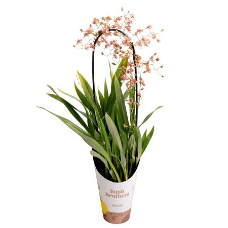Oncidium Rosy Sunset Boog