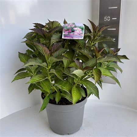 Hydrangea Ma Pink