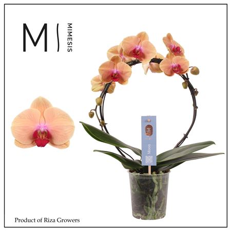 Phal Moon Salmon 16+ (orchid Growers)