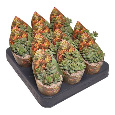 Crassula Brevifolia Potcover