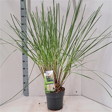 Cortaderia Sell Citaro