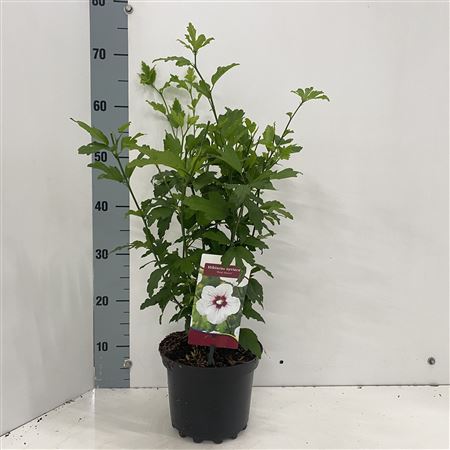 Hibiscus Syr Red Heart