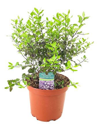 Pittosporum Tom Thumb