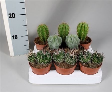 Cactus Luxe Mix On Row (novi)