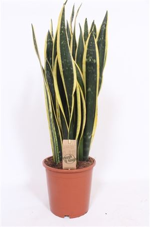Sansevieria Black Gold