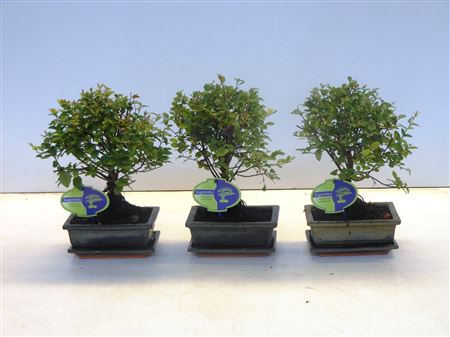 Bonsai Sageretia Theezans, 15cm., Broom, With Drip