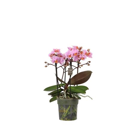 Phal 3/5st Flora Pink 30+ (opti)