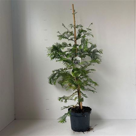 Metasequoia Glyptostroboides