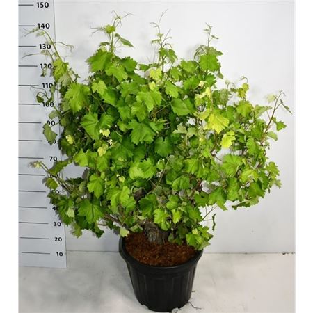 Vitis Vinifera