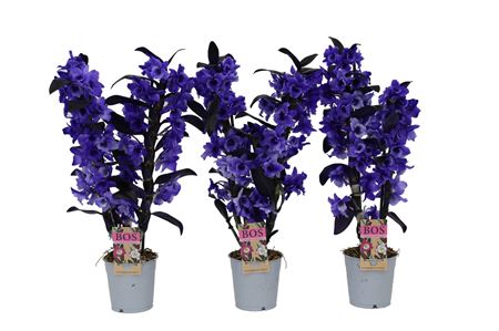 Dendr Nob 2st Painted Purple (injected)
