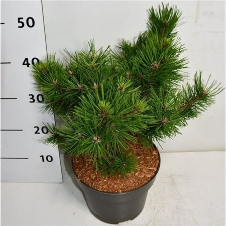 Pinus Strobus Macopin
