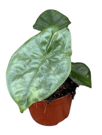 Alocasia Heterophylla Corazon