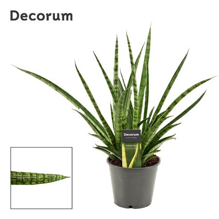Sansevieria Silver Steel (decorum))
