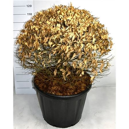 Carpinus Betulus