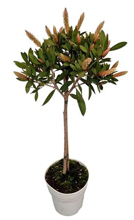 Callistemon Citrinus On Stem