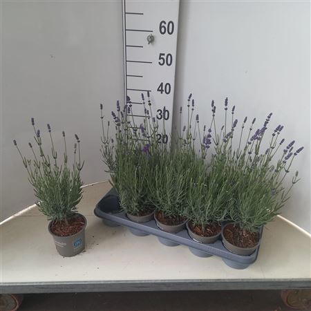 Lavandula Angustifolia Hidcote