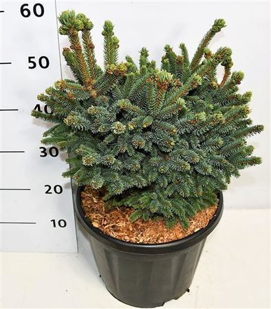 Picea Glauca Blue Globe