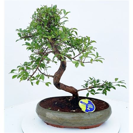 Bonsai Eugenia Uniflora