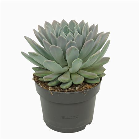 Pachyveria Draco 17 Cm