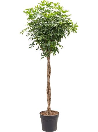 Schefflera Compacta On Stem Twisted