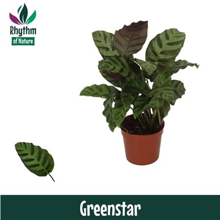 Calathea Greenstar Rhythm Of Nature