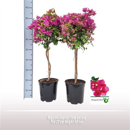 Bougainvillea Purple On Stem