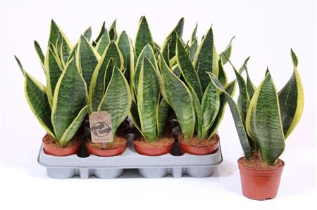 Sansevieria Superba 3pp