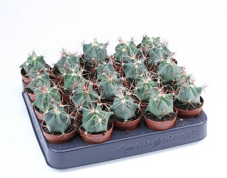 Ferocactus Electracanthus
