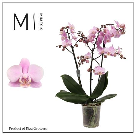 Phal 3st Beaution 30+ (mimesis)