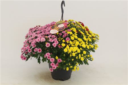 Chrys Skyfall Trio Hanging Pot