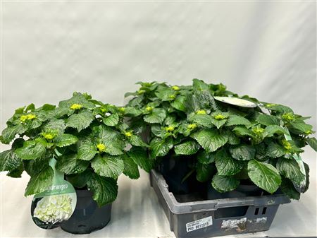 Hydrangea Ma Crystal Palace 12+