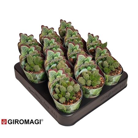 Adromischus Marianae F. Herrei Green Potcover