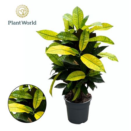 Croton Mrs. Iceton Branched