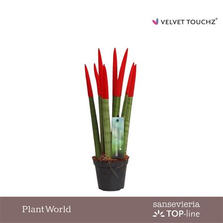 Sansevieria Velvet Touch Red