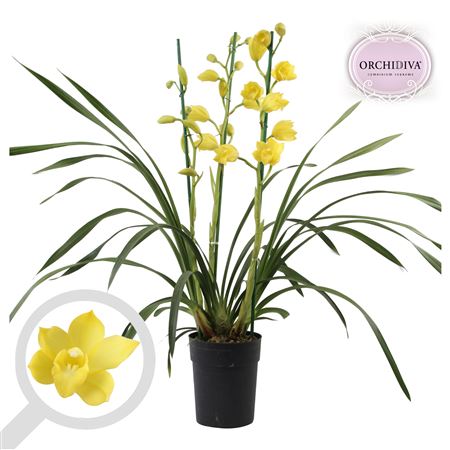 Cymbidium 3-4st Yellow