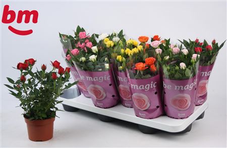Rosa Beau Monde Mix 1 Red Plant