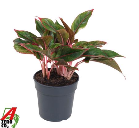 Aglaonema Silver Moon