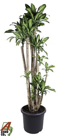 Massangeana Branched