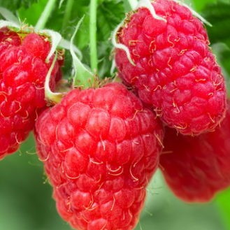 Малина садовая Гордость России в тубе