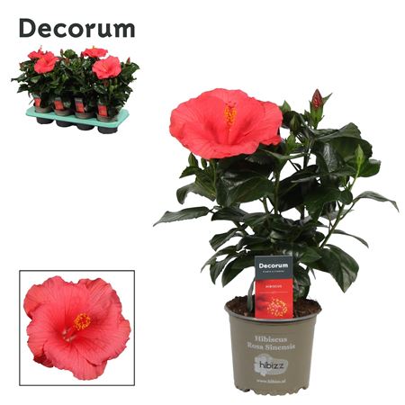 Hibiscus Kandy Pink 4+ (decorum)