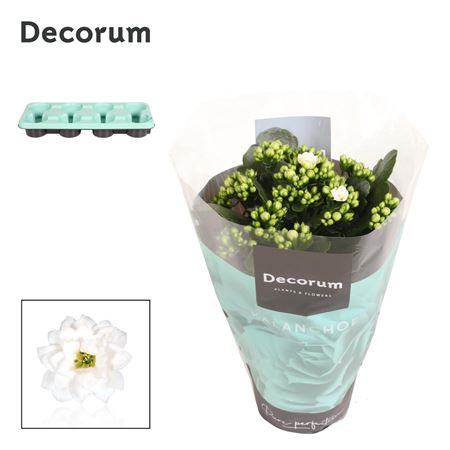 Kal Cal White (decorum)